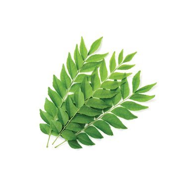 Curry leaves - 1 stk