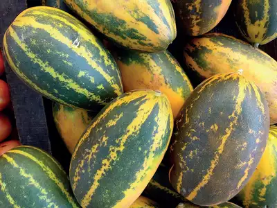 Mangalore Cucumber - 1kg