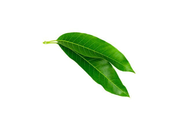 Mango Leaves - 10stk