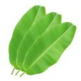 Banana leaves
