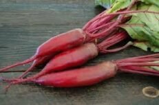 Beetroot
